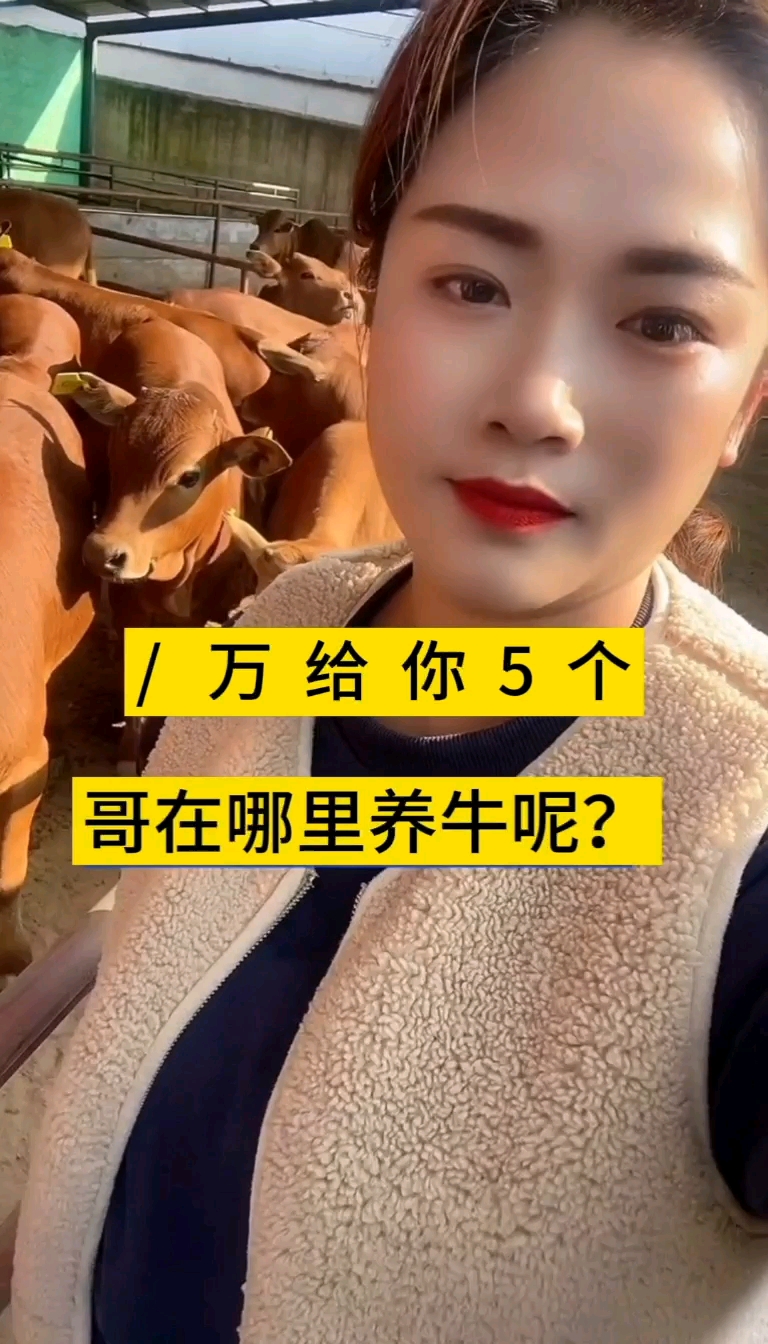 魯西黃牛犢  買十頭送三頭  需要的請(qǐng)點(diǎn)擊咨詢我 免費(fèi)送貨