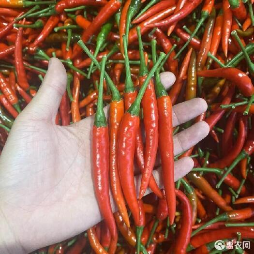 儋州市大量供应海南小米椒
