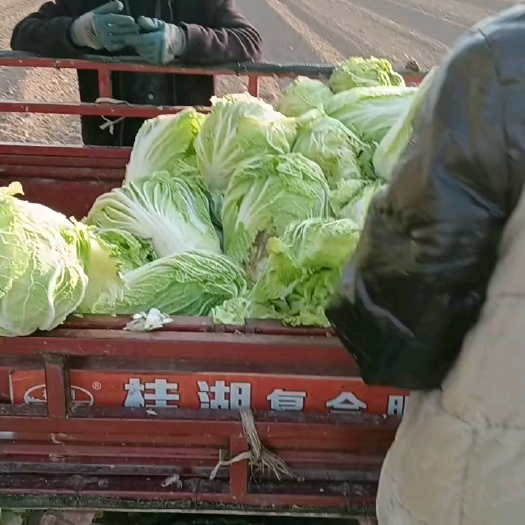 蒲城县大量供应陕西精品白菜