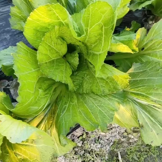 仁化县介菜