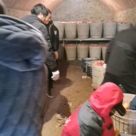 绥中县土窖富士苹果