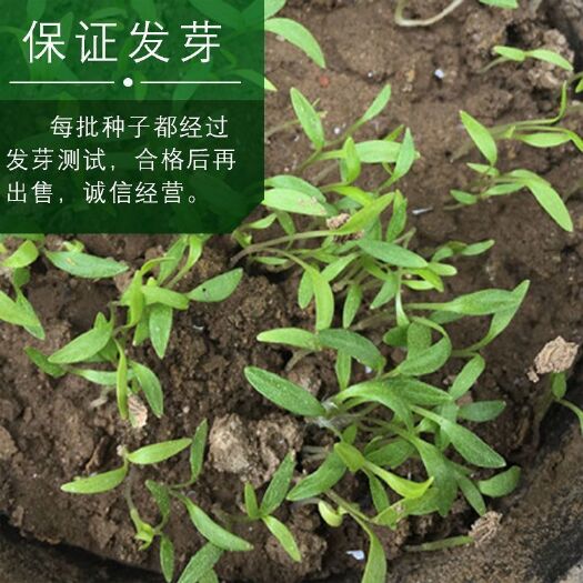 亳州改良白术种苗基地供应回收鲜药材