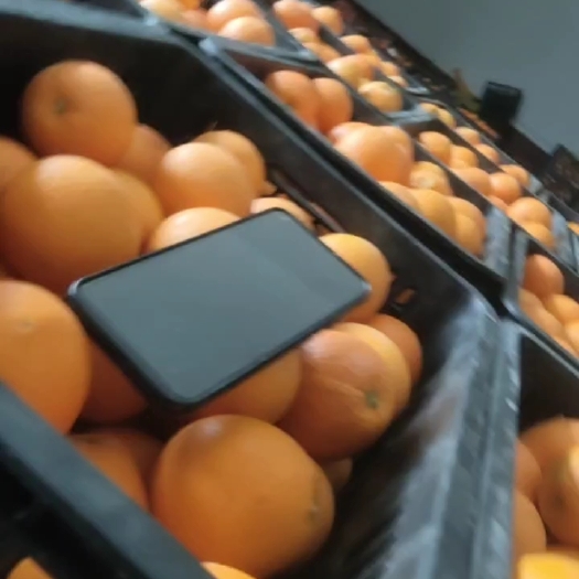 溆浦县纽荷尔 橙子 小果