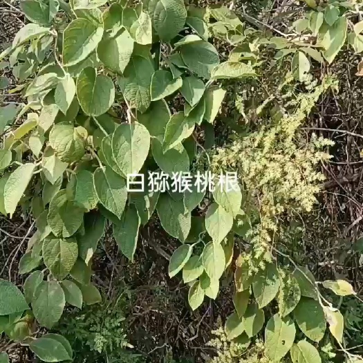 南丰县白猕猴桃根