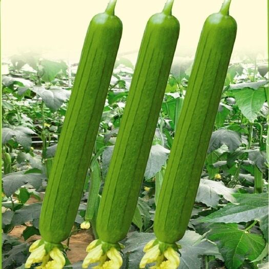 延津县丝瓜苗 丝瓜嫁接苗 鲜花丝瓜苗 肉丝瓜苗棱角丝瓜苗 长丝瓜苗