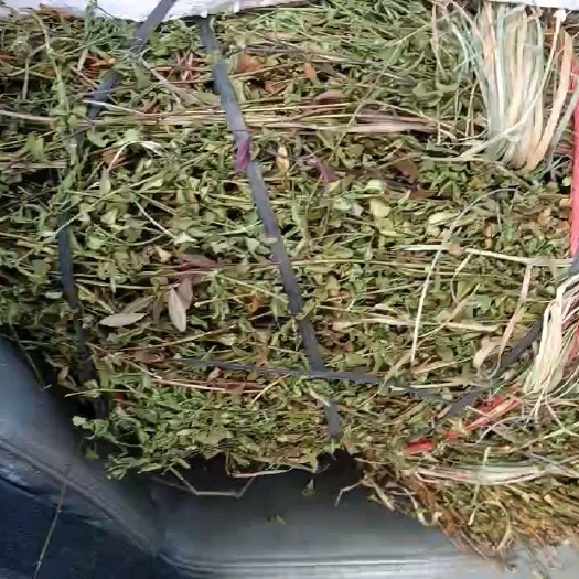 平塘县龙胆草