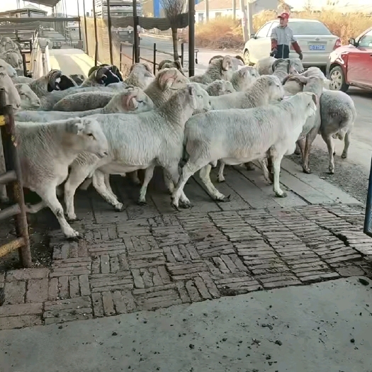 利津县寒羊公羊，杜波，细毛，新民羊，各种小母羊