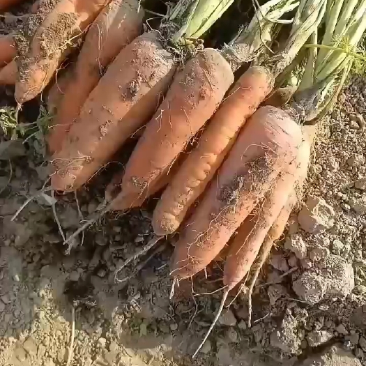商丘胡萝卜