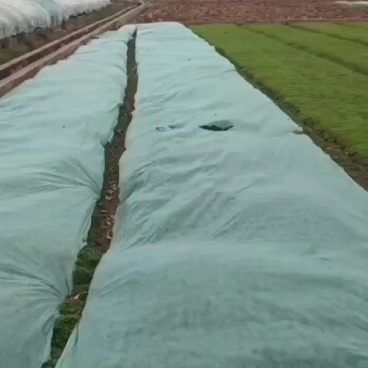 曲靖老板们需要新鲜薄荷的老板欢迎联系。注意是新鲜的哦。