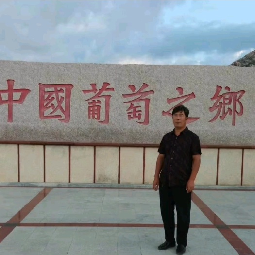 阳光玫瑰葡萄苗  市场售价高，口感非常好