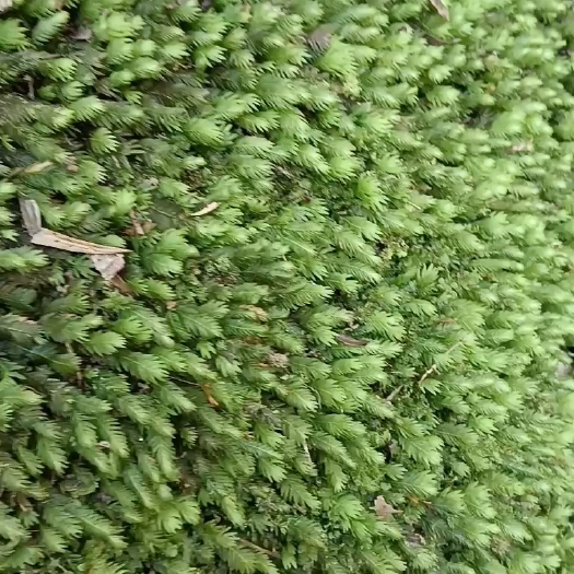 张家界苔藓，凤尾藓，凤尾藓，凤尾藓，凤尾藓