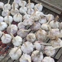 杞县河南开封杞县大蒜