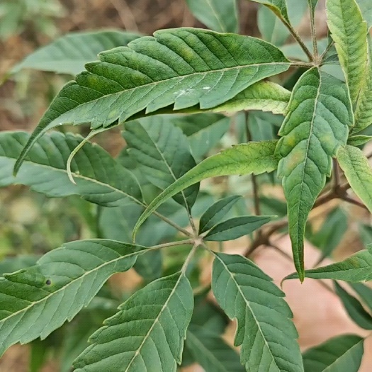 南安市七叶黄荆，七叶布荆