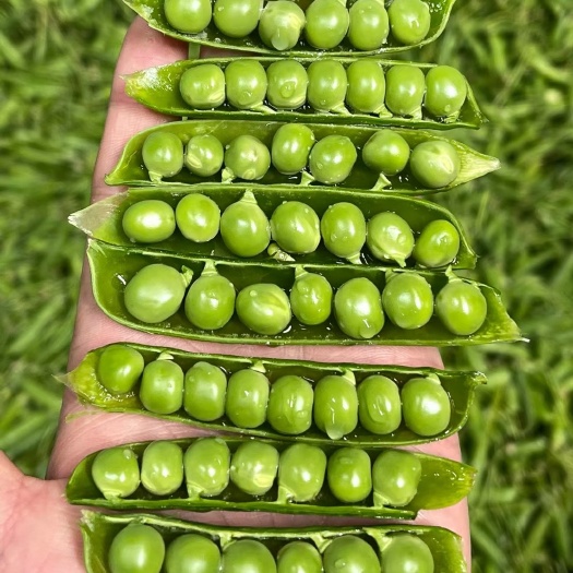 会东县豌豆 青豌豆 水果豌豆 长寿仁豌豆新鲜豌豆大量上市