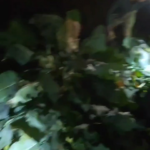 开远市水果苤蓝