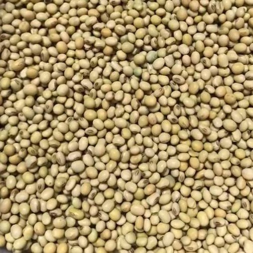 忻城县广西特产老品种士黄豆椭圆形小黄豆传统小豆特香豆腐豆浆原料包邮