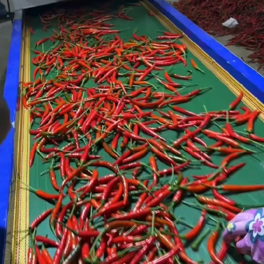 商丘小米椒