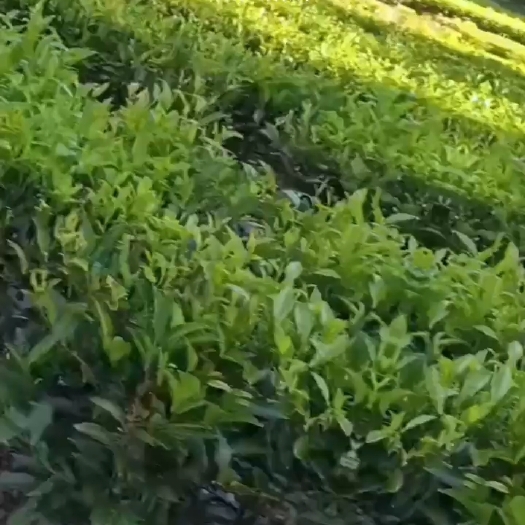 兴宁市单丛茶
