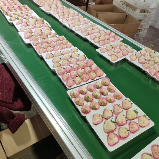 平度市本地是草莓，樱桃，葡萄产区，质优价廉，配套齐全，欢迎联系