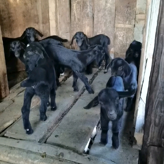 来凤县农家养殖