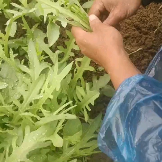 博白县甜麦菜苗