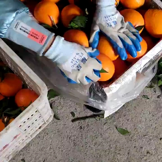 秭归县长虹脐橙大量上市 颜色口感都不错 有需要的老板可以联系我