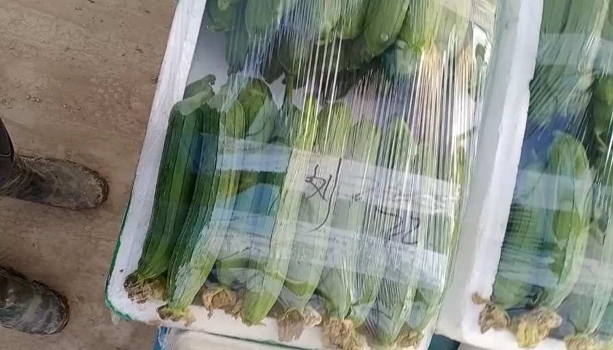 上海油皮丝瓜