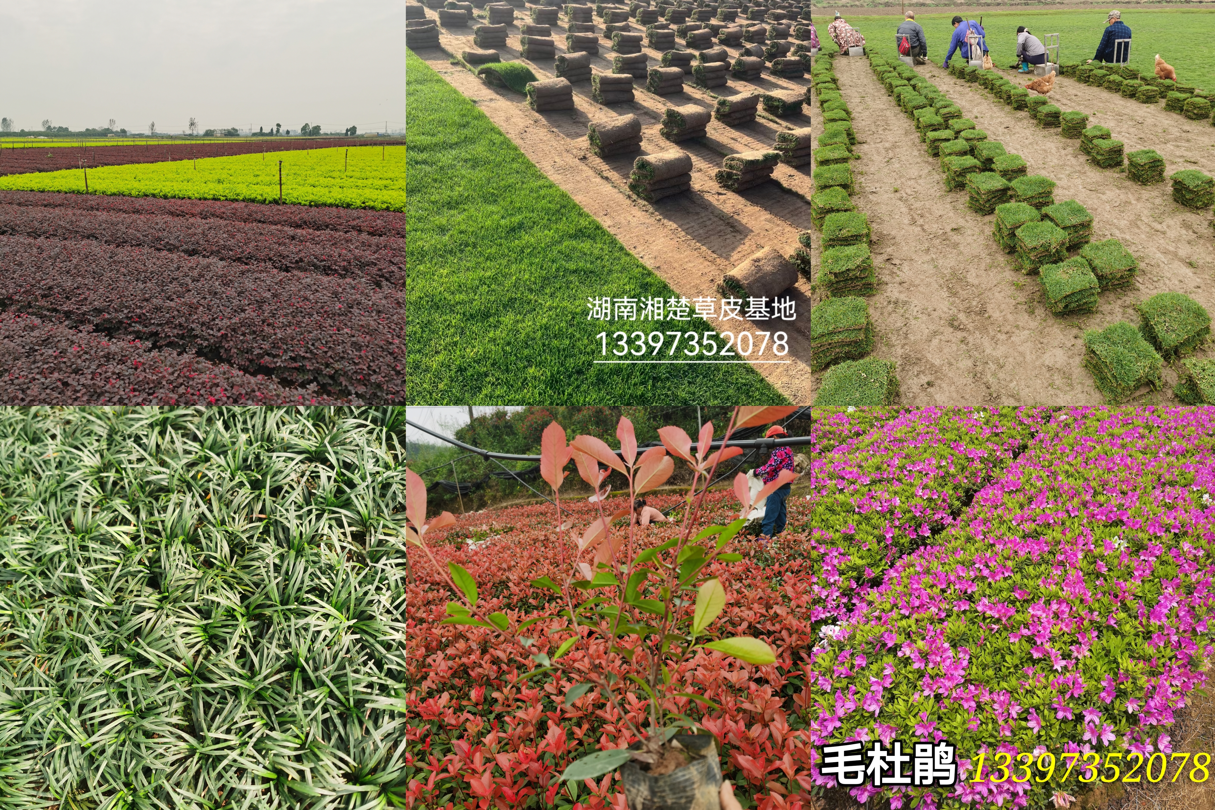 湖南郴州湘楚草皮苗木基地