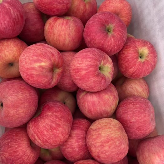 山东优质冷库红富士苹果开始大量出库，大量现货质优价廉