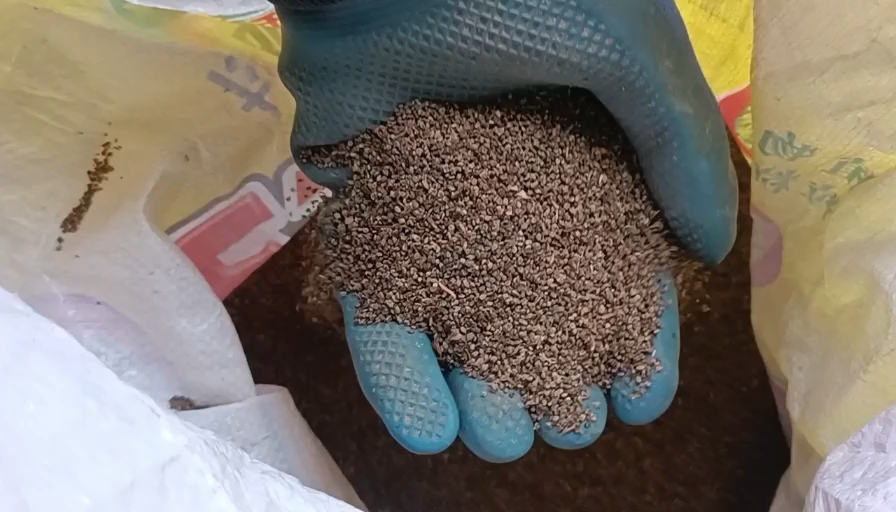 苍溪县地肤子  【量小价优】川，扫帚子过风车净货