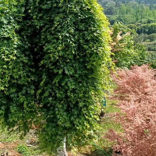 全州县各种红枫树，羽毛枫，黄金流泉，三季红枫，泰勒红枫等