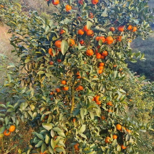黑山县砂糖橘
