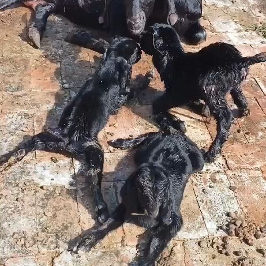 嘉祥县黑山羊，黄金羊，波尔山羊
