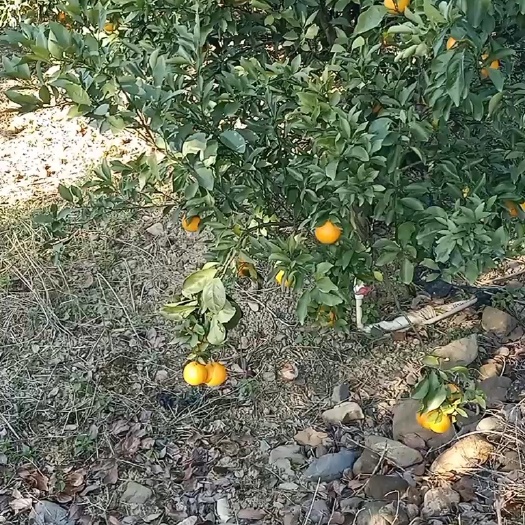 博罗县广东红橙