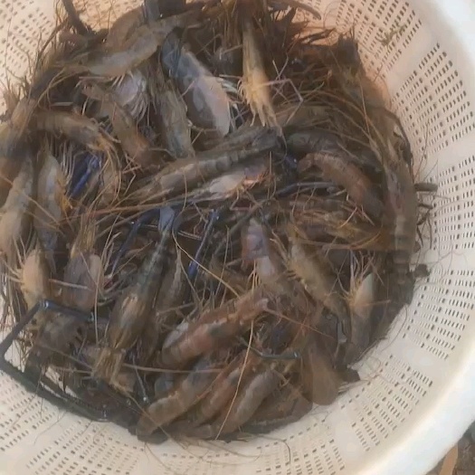 肇庆罗氏沼虾