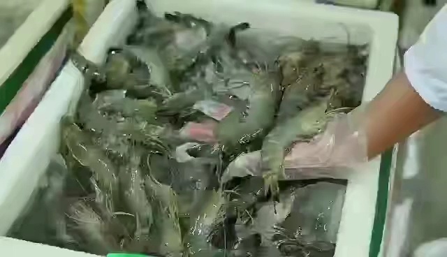 越南草虾新鲜鲜活黑虎虾大虾速冻斑节虾竹节虾厂家直销550克