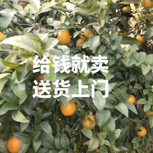 江安县自家种的天然没打农药的沙糖桔，甜，口感非常好价格便宜