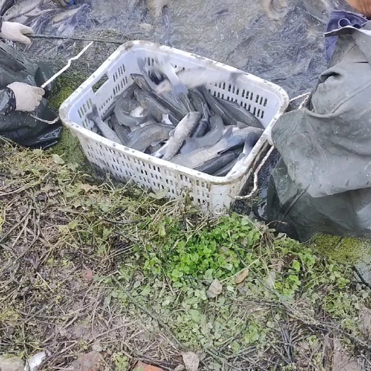 六安青鱼苗，大青鱼