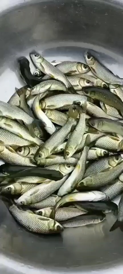 六安优质草鱼苗，成品鱼