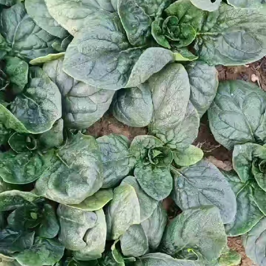 常熟市趴地小菠菜