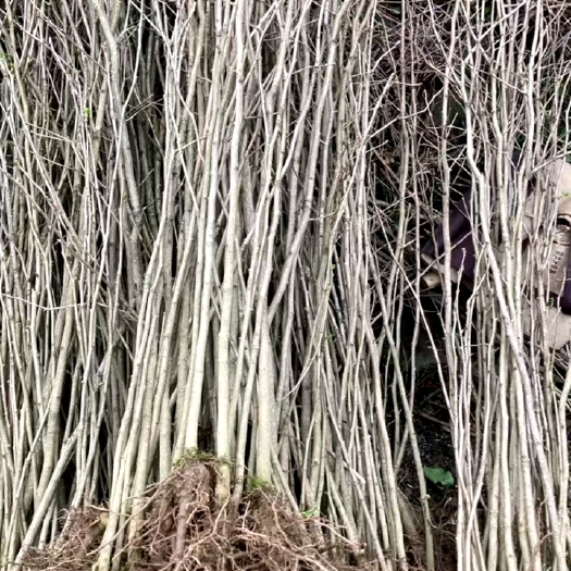 苍溪县银杏树苗