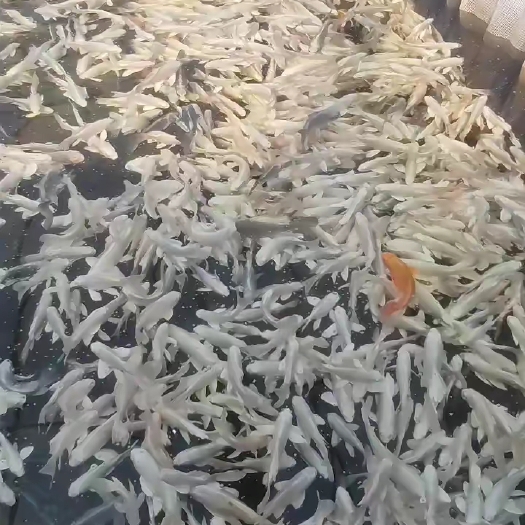 项城市蝴蝶鲤石膏白圆手普身普短