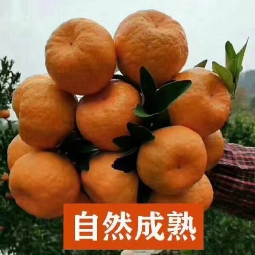 四川省碰柑大量上市了
