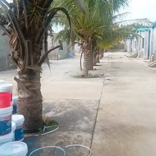 徐闻县椰子树