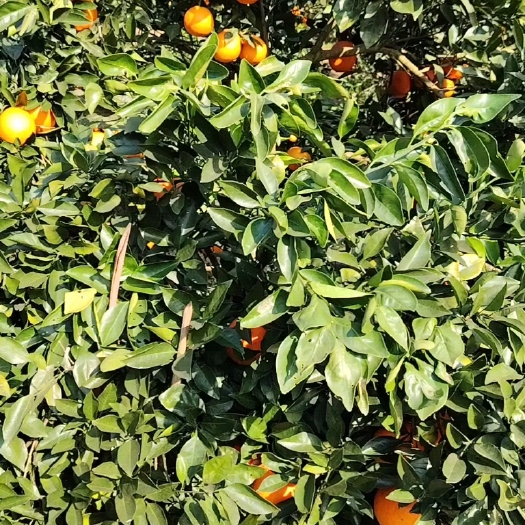 龙山县脐橙