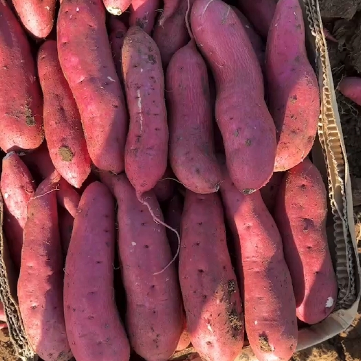 凌海市辽宁白心早风红薯大量出货欢迎全国各地老板前来采购