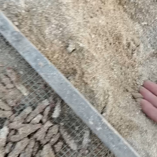 来宾优质蝗虫卵出售，欢迎下单