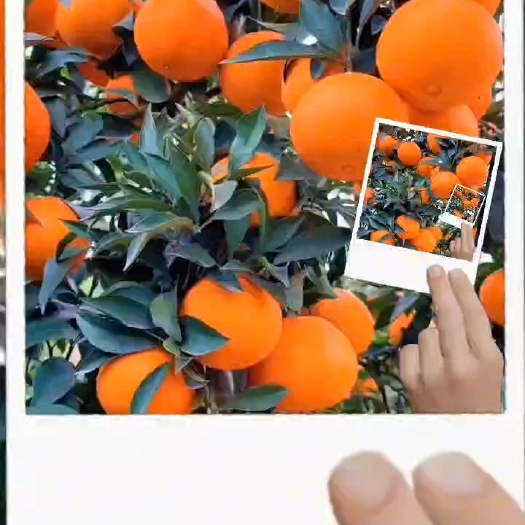 巴东县营养价值高。纽荷尔脐橙含有大量维生素C和胡萝卜素，