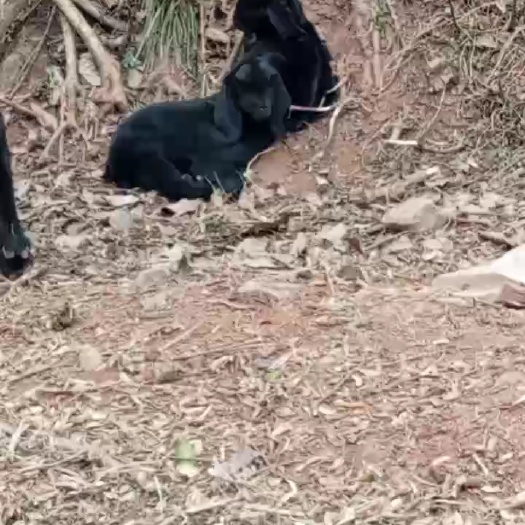 丰都大耳朵黑山羊养殖基