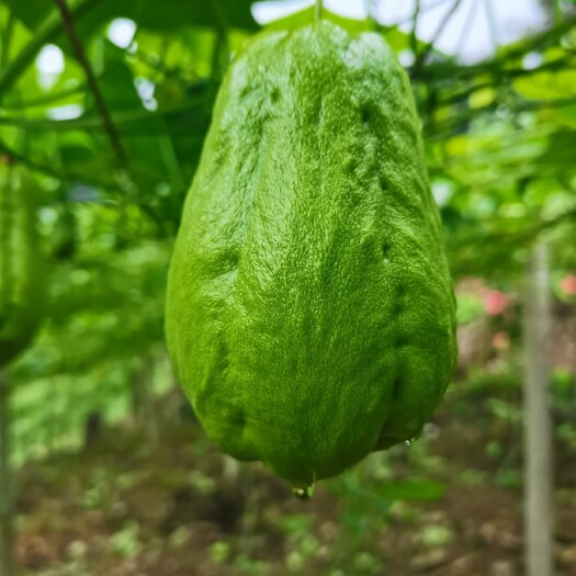 河口县云南精品佛手瓜、越南洋瓜，保质保量，量大从优，热烈欢迎全国各